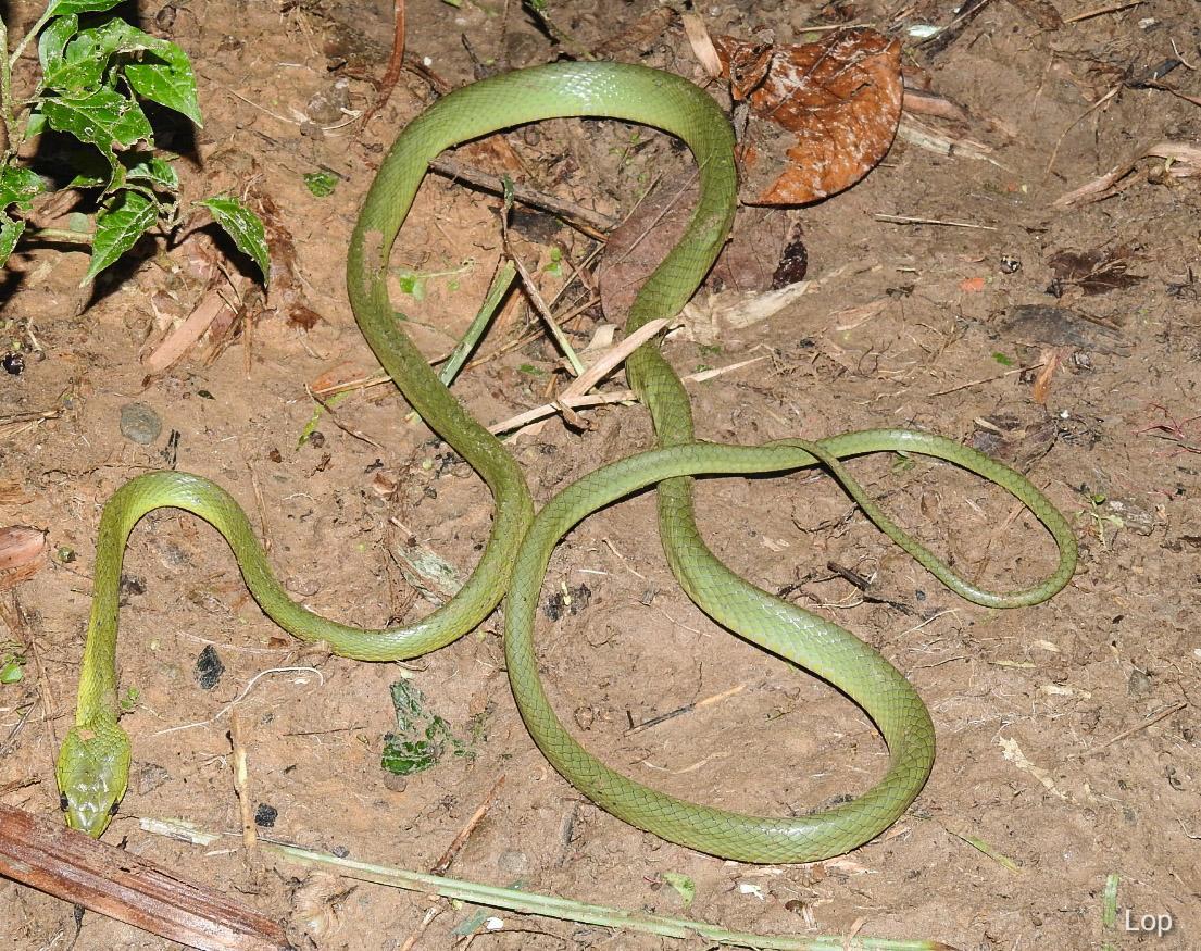 Boiga cyanea